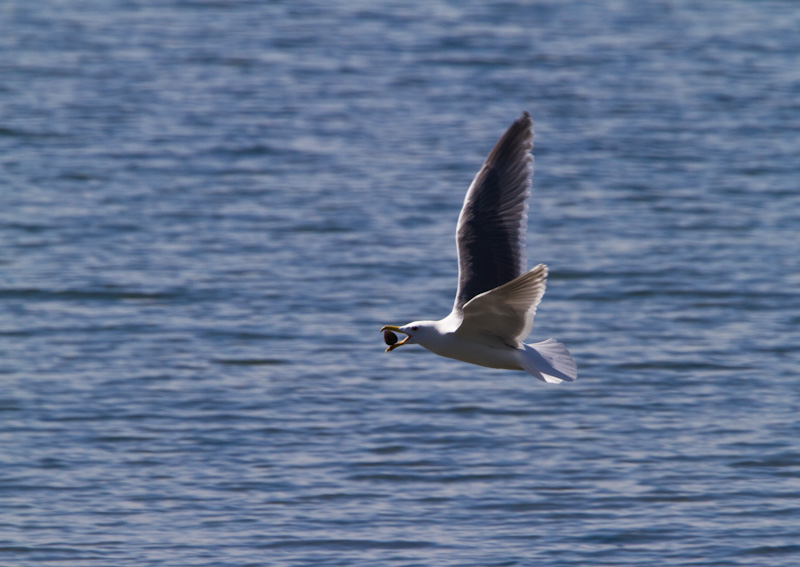 Gull With Clam